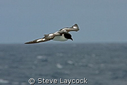 Cape petrel, flyig over the Southern Ocean, in Drake's pa... by Steve Laycock 